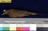 藏品(金翼白眉)的圖片